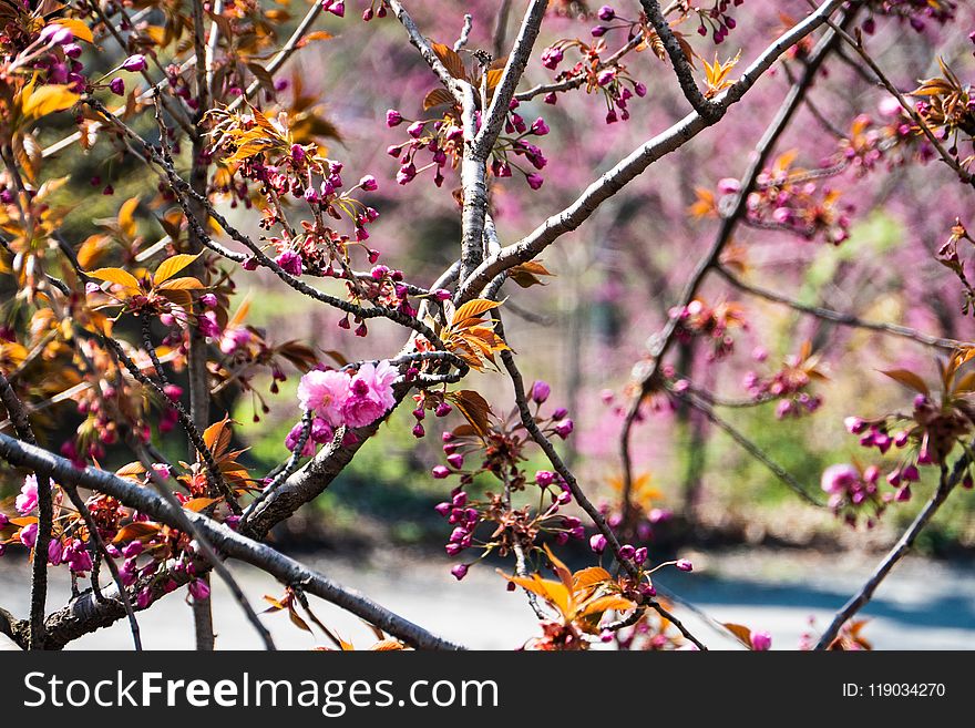 Branch, Blossom, Spring, Plant