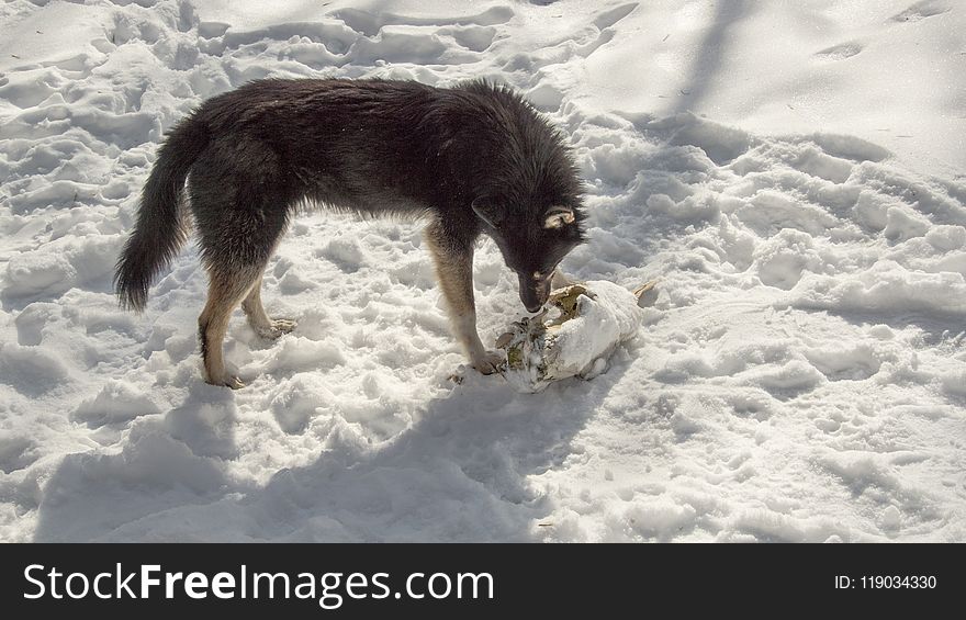 Dog Like Mammal, Dog Breed Group, Dog, Snow