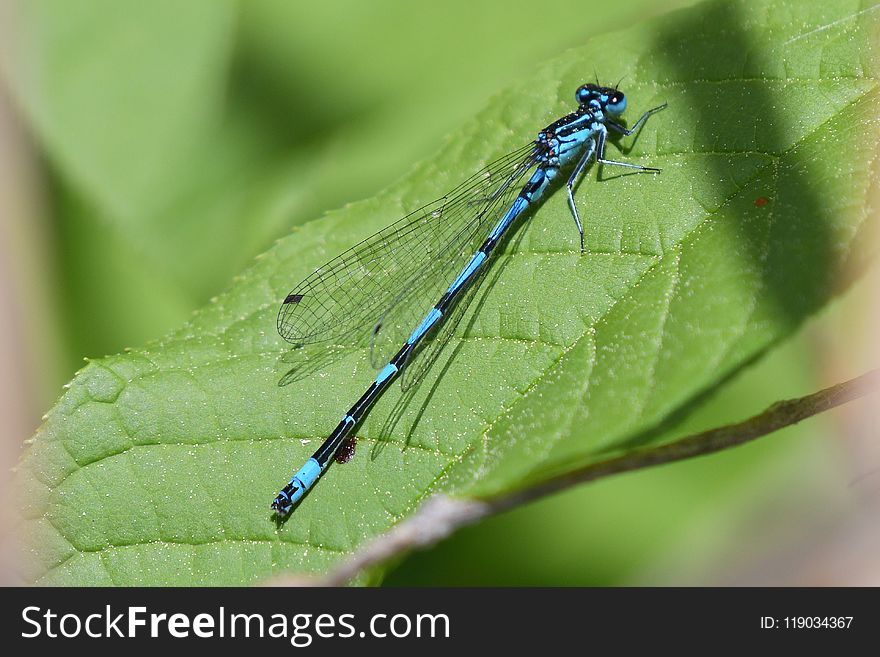 Damselfly, Insect, Dragonflies And Damseflies, Invertebrate