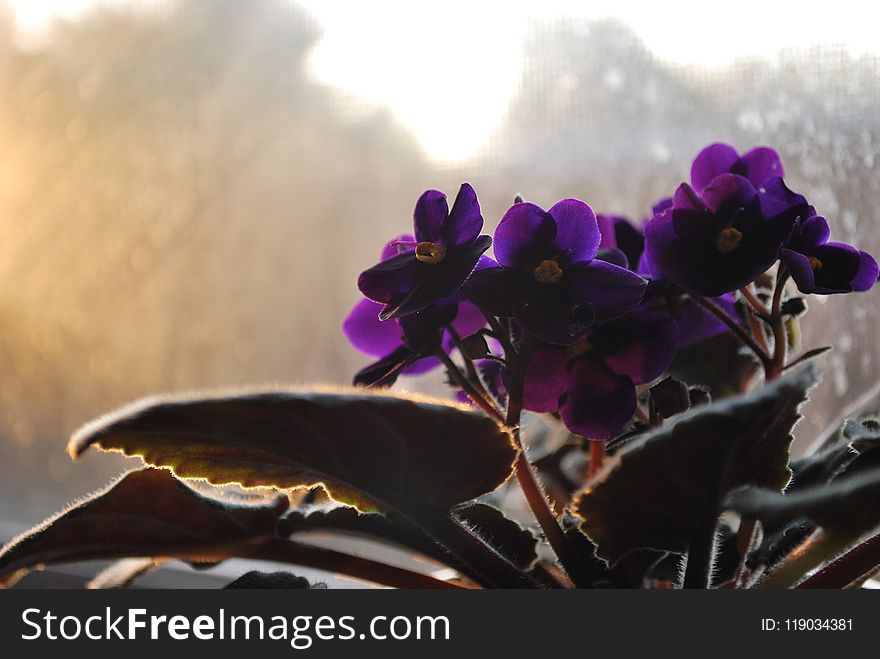 Violet, Purple, Plant, Flower