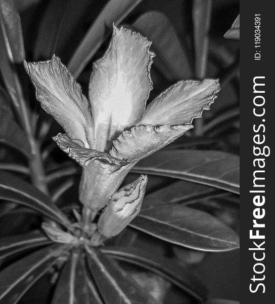 Black And White, Monochrome Photography, Plant, Flora