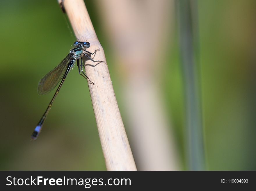 Insect, Damselfly, Dragonfly, Invertebrate