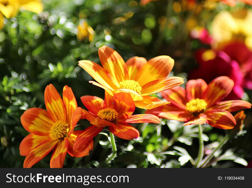 Flower, Plant, Flora, Flowering Plant