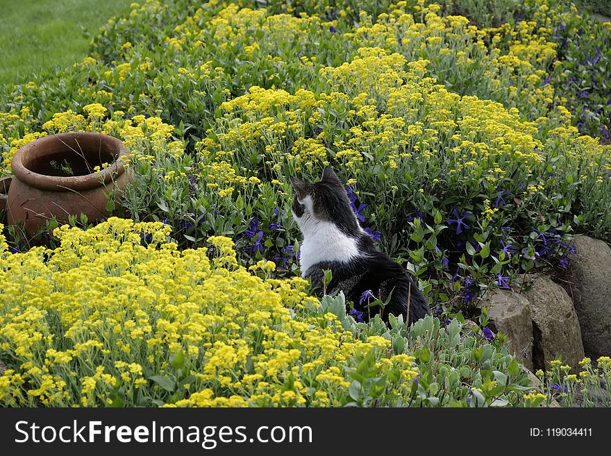 Plant, Flower, Flora, Spring