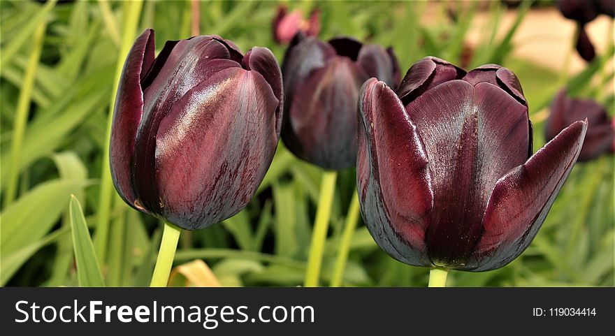 Flower, Tulip, Plant, Purple