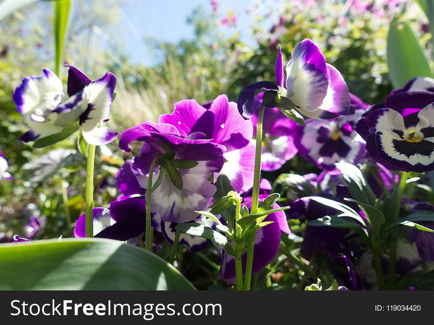 Flower, Plant, Purple, Flora