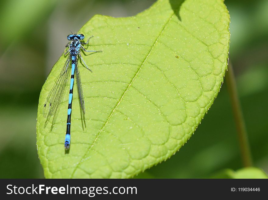 Damselfly, Insect, Dragonflies And Damseflies, Leaf