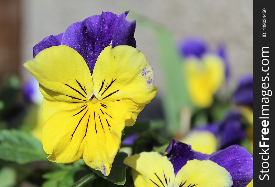 Flower, Yellow, Flora, Pansy