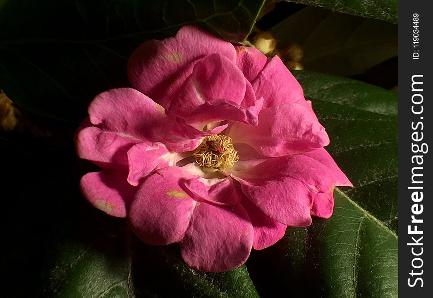 Flower, Pink, Flowering Plant, Rose Family