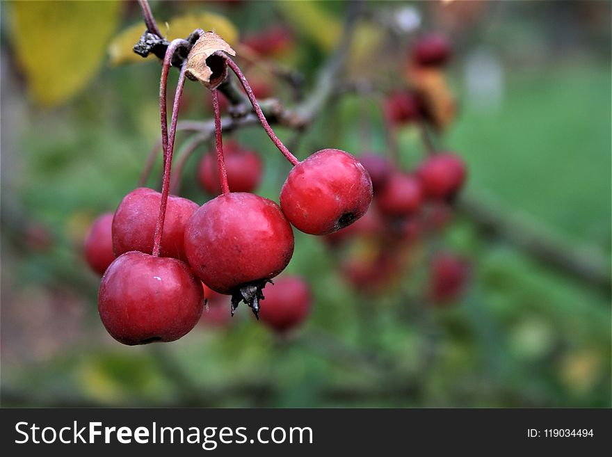 Fruit, Cherry, Berry, Rowan