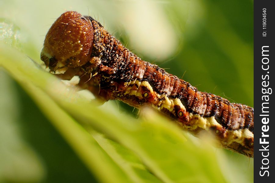 Caterpillar, Larva, Insect, Macro Photography