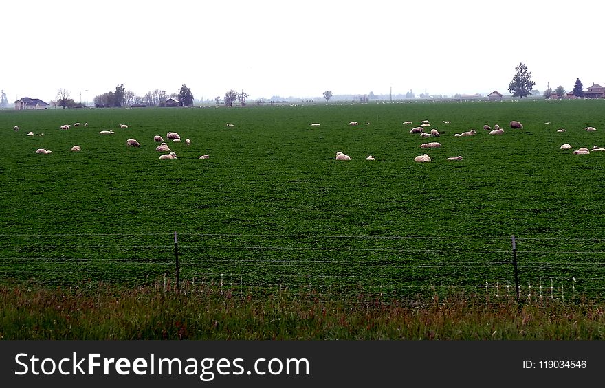 Grassland, Pasture, Field, Ecosystem