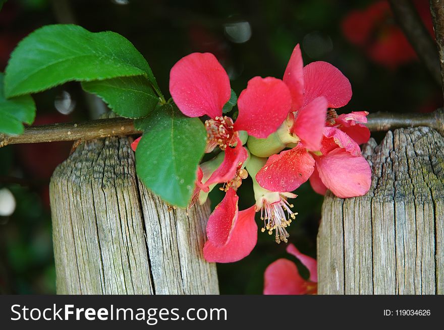 Flora, Plant, Flower, Flowering Plant