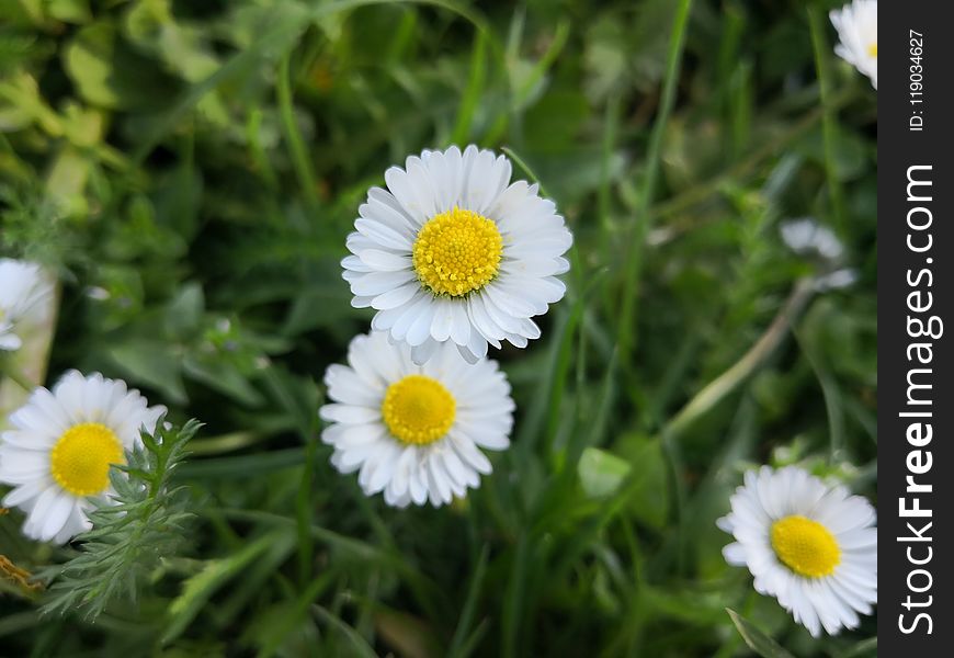 Flower, Chamaemelum Nobile, Plant, Flora