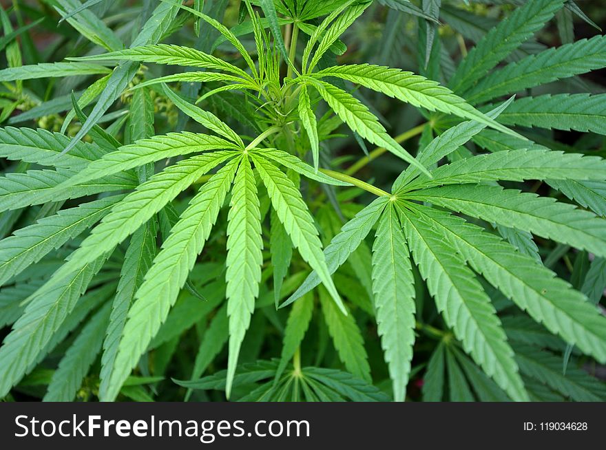 Plant, Cannabis, Leaf, Hemp