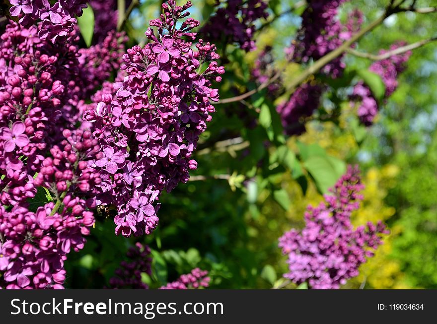 Flower, Plant, Purple, Lilac