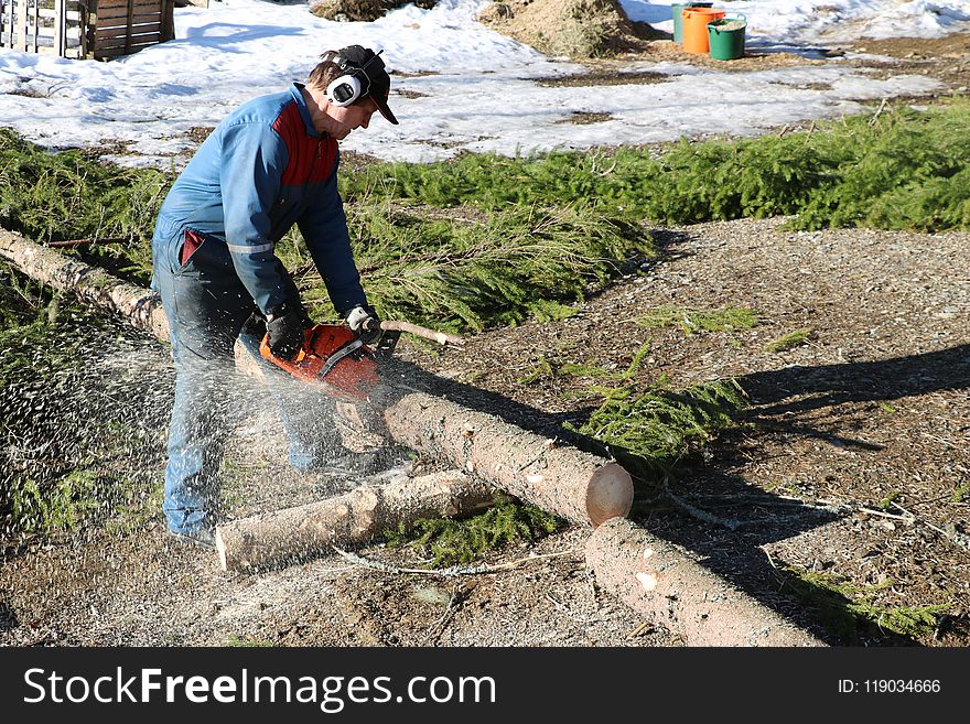 Plant, Tree, Soil, Grass