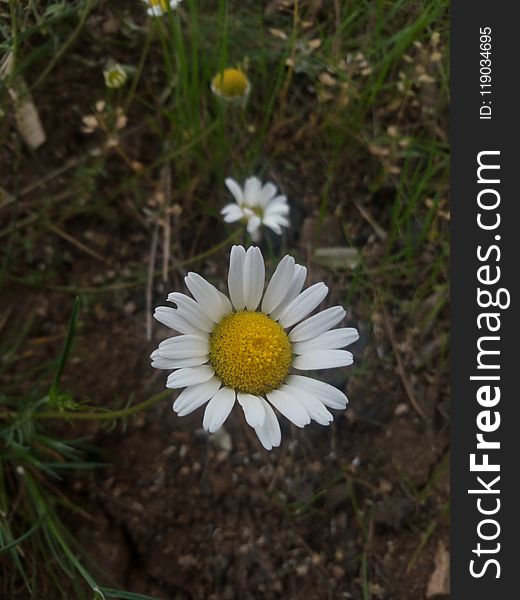 Flower, Oxeye Daisy, Chamaemelum Nobile, Flora