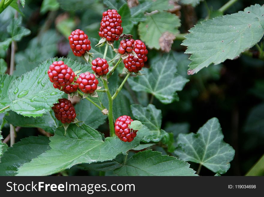 Berry, Raspberries Blackberries And Dewberries, Boysenberry, Tayberry
