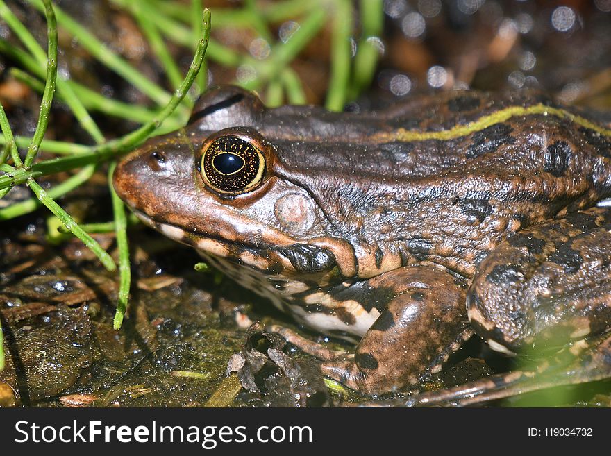 Amphibian, Ranidae, Toad, Frog