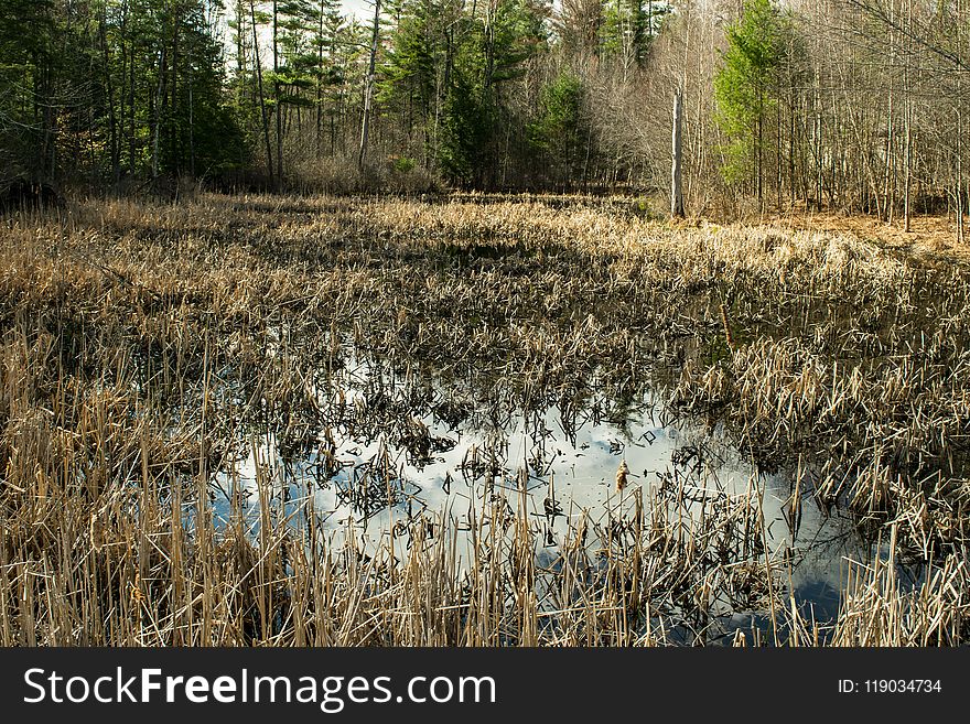 Wetland, Ecosystem, Nature Reserve, Swamp