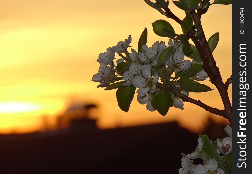 Sky, Blossom, Branch, Leaf