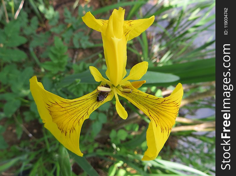 Flower, Plant, Yellow, Flowering Plant