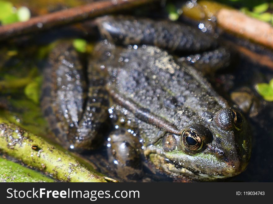 Amphibian, Fauna, Toad, Frog