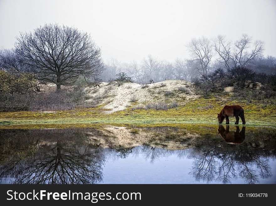 Winter, Nature, Reflection, Tree