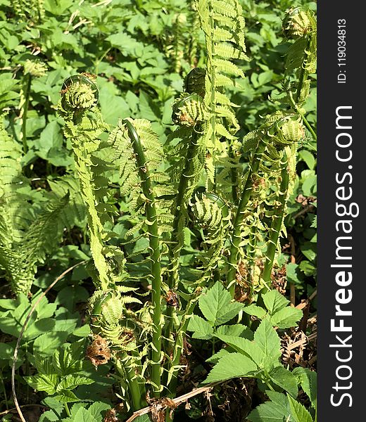Plant, Herb, Vascular Plant, Ferns And Horsetails