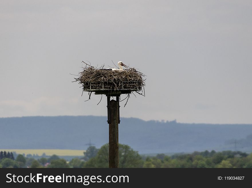 Bird, Stork, Ciconiiformes, Sky