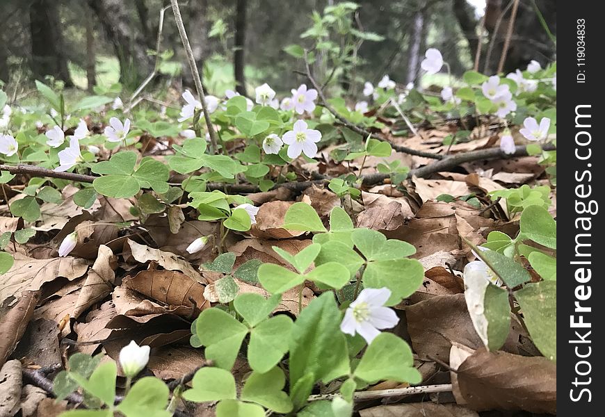 Plant, Flora, Leaf, Flower