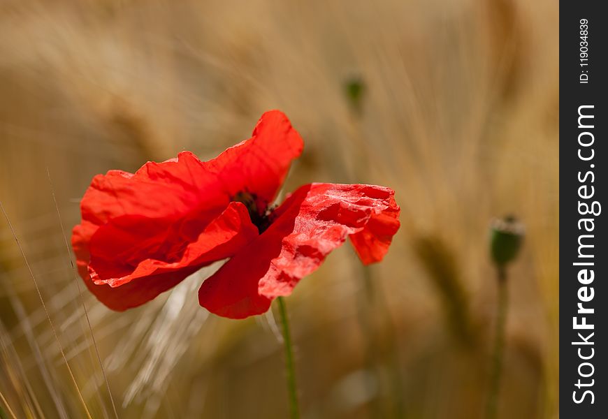 Flower, Red, Wildflower, Flora