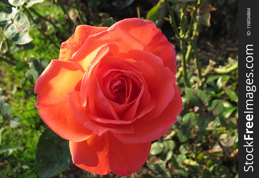 Rose, Rose Family, Flower, Floribunda