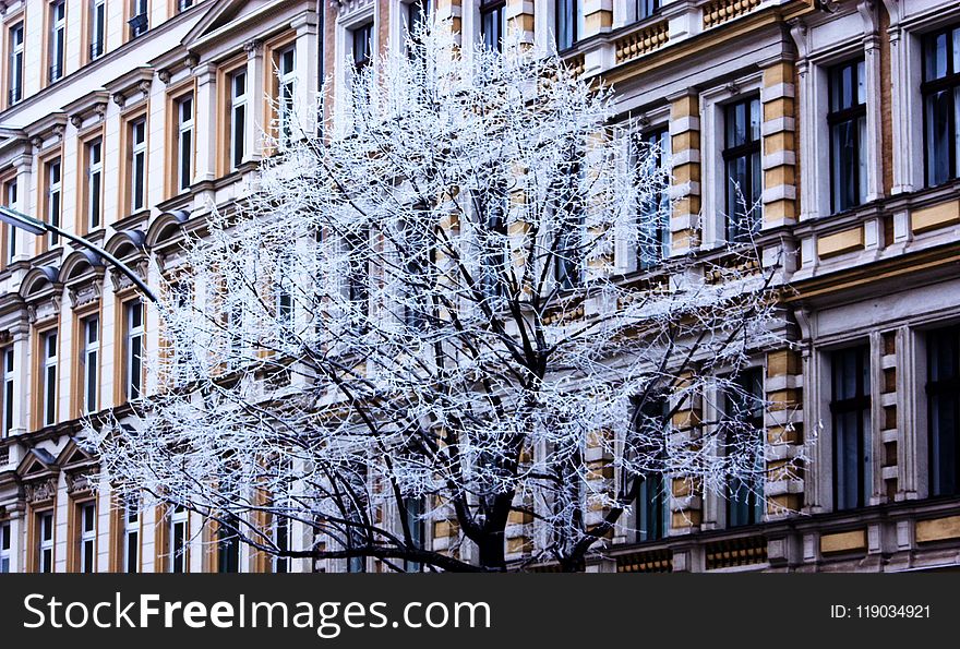 Tree, Landmark, Woody Plant, Building