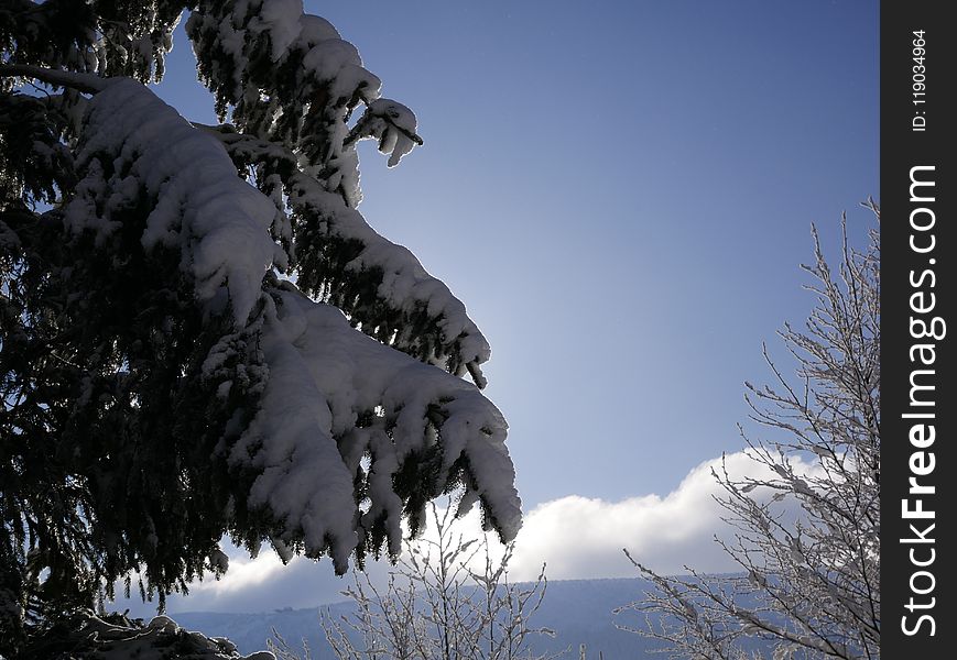 Sky, Winter, Tree, Snow