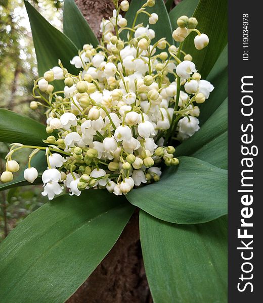 Plant, Flower, Nannyberry, Spring