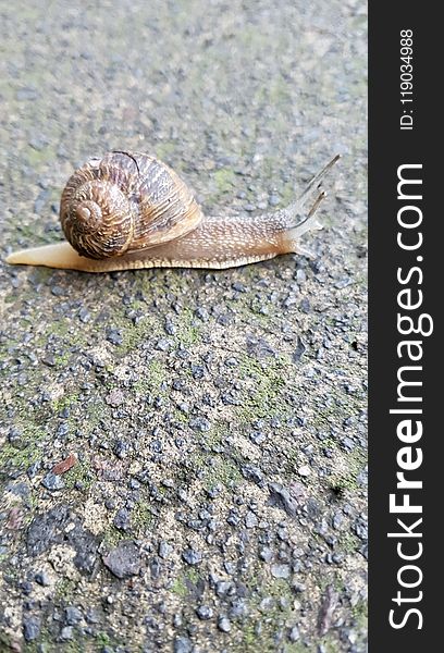 Snails And Slugs, Snail, Terrestrial Animal, Slug