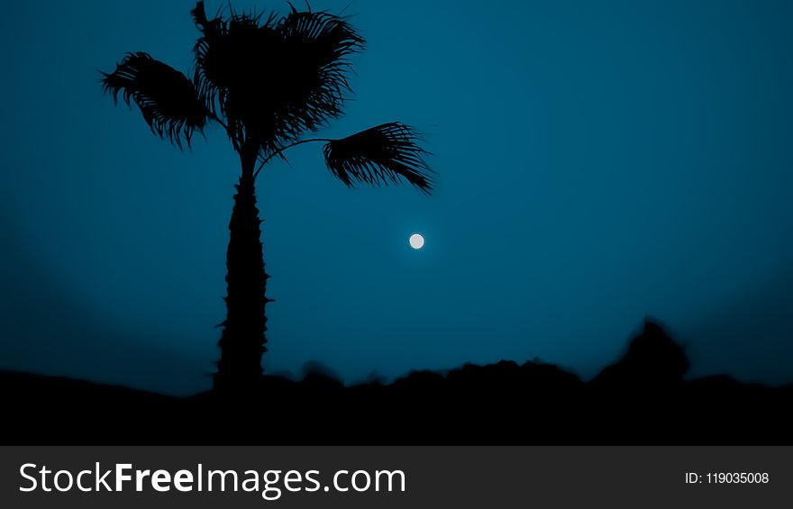 Sky, Palm Tree, Arecales, Tree