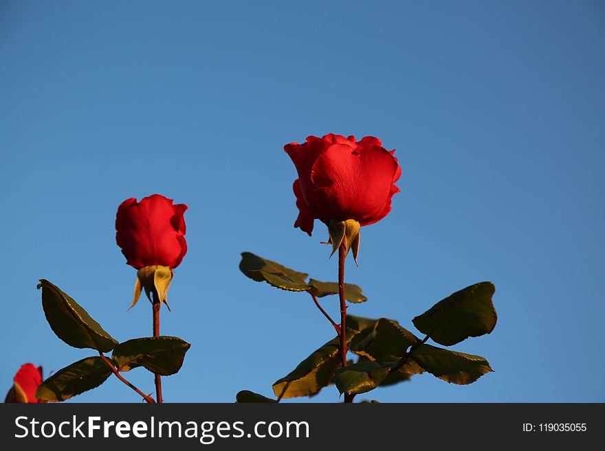 Red, Sky, Rose Family, Flower