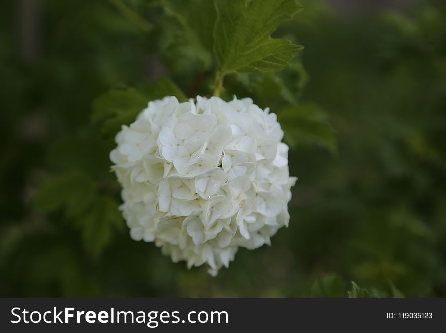 Flower, White, Viburnum, Plant