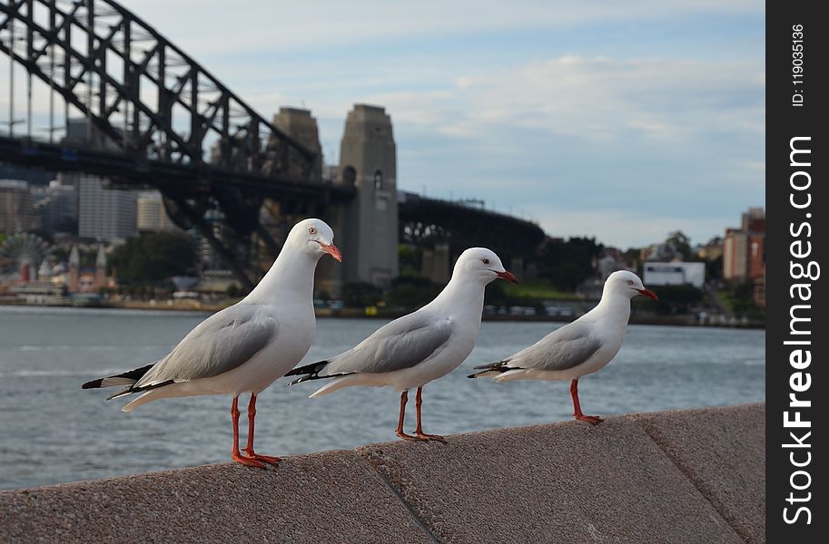 Bird, Seabird, Gull, European Herring Gull