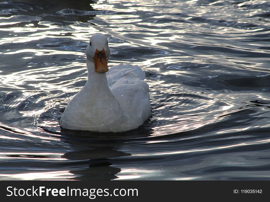 Bird, Water, Water Bird, Duck