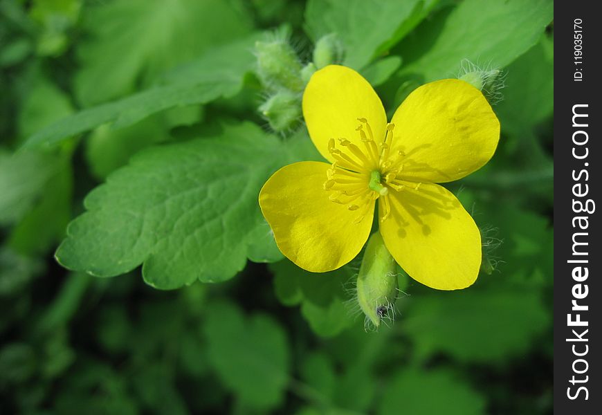Flower, Flora, Chelidonium, Plant