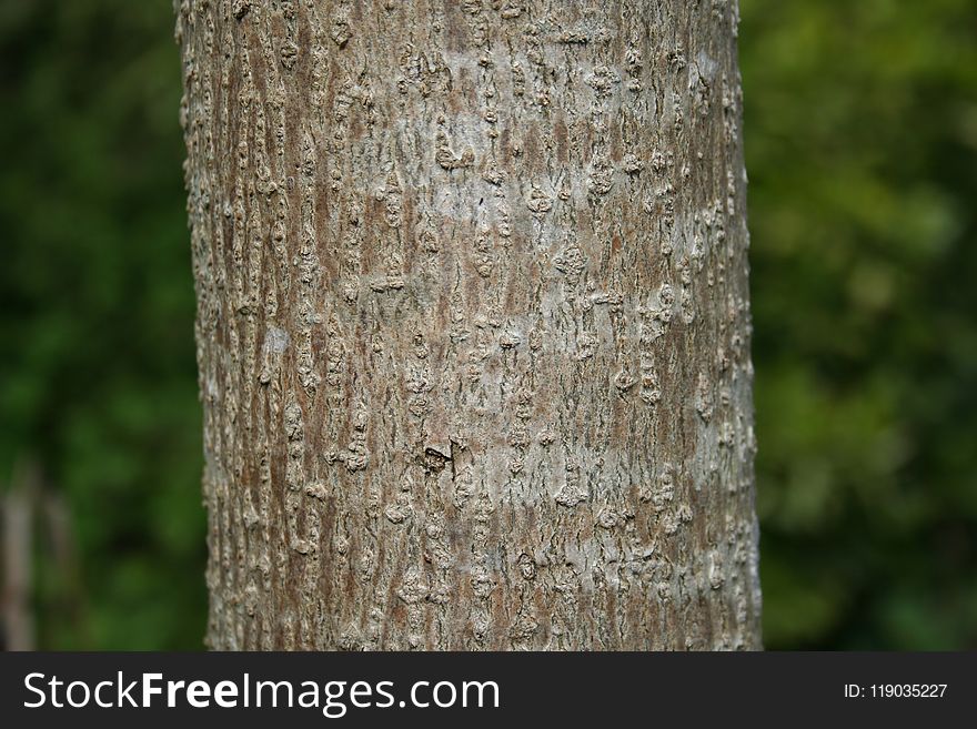 Tree, Trunk, Wood, Branch