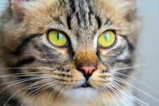 Yellow Cat Eyes And Muzzle, Detail Portrait Of A Cat. Royalty Free Stock Photography