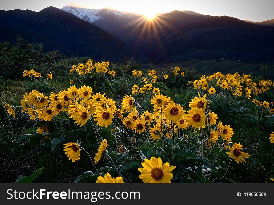 Arnica Meadows At Sunrise. Beautiful Sunflowers In The Morning.