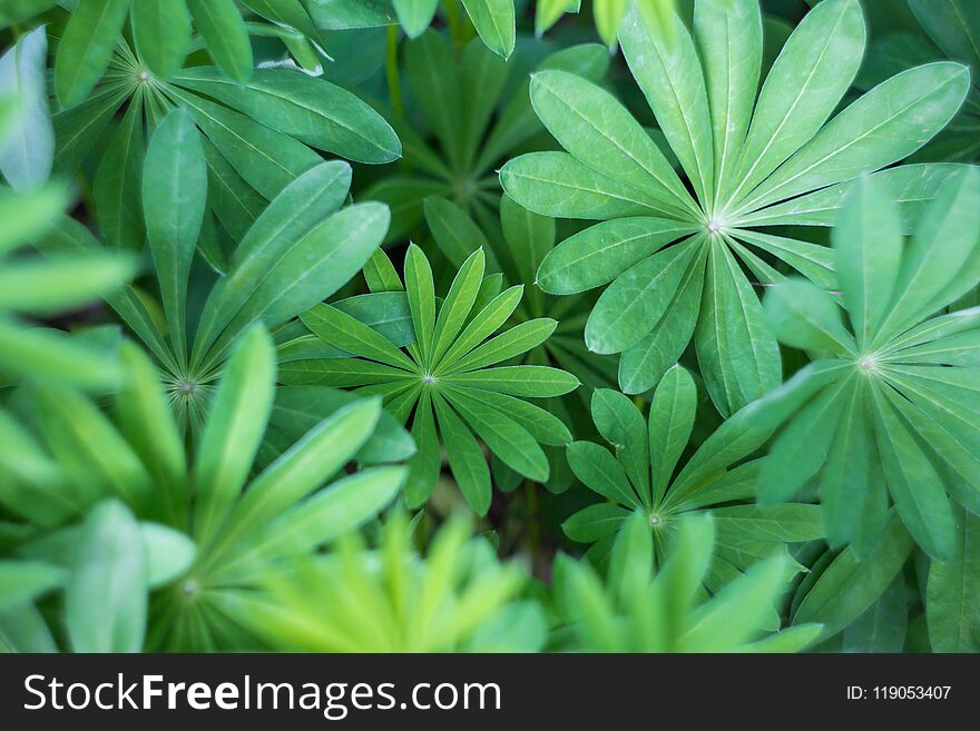 Green leaves background