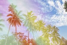 Coconut Tree On Beach In Hot Summer Holiday Royalty Free Stock Photography
