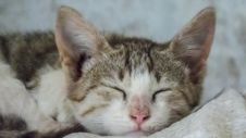Cute Little Cat Kitten Sleeping Stock Photos
